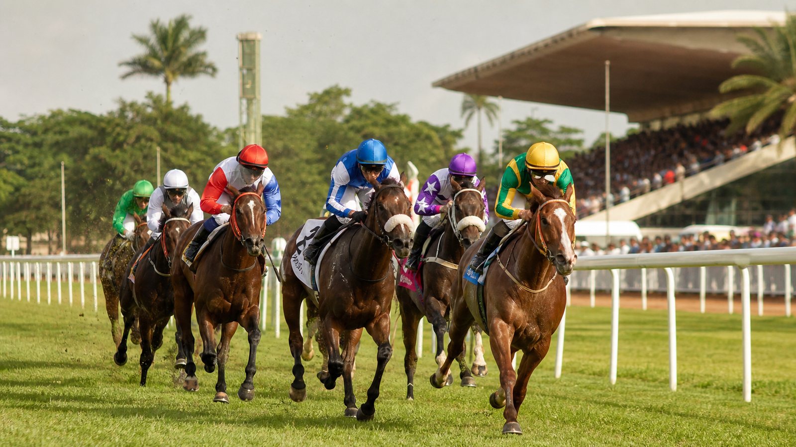 Course de chevaux au galop sur une piste